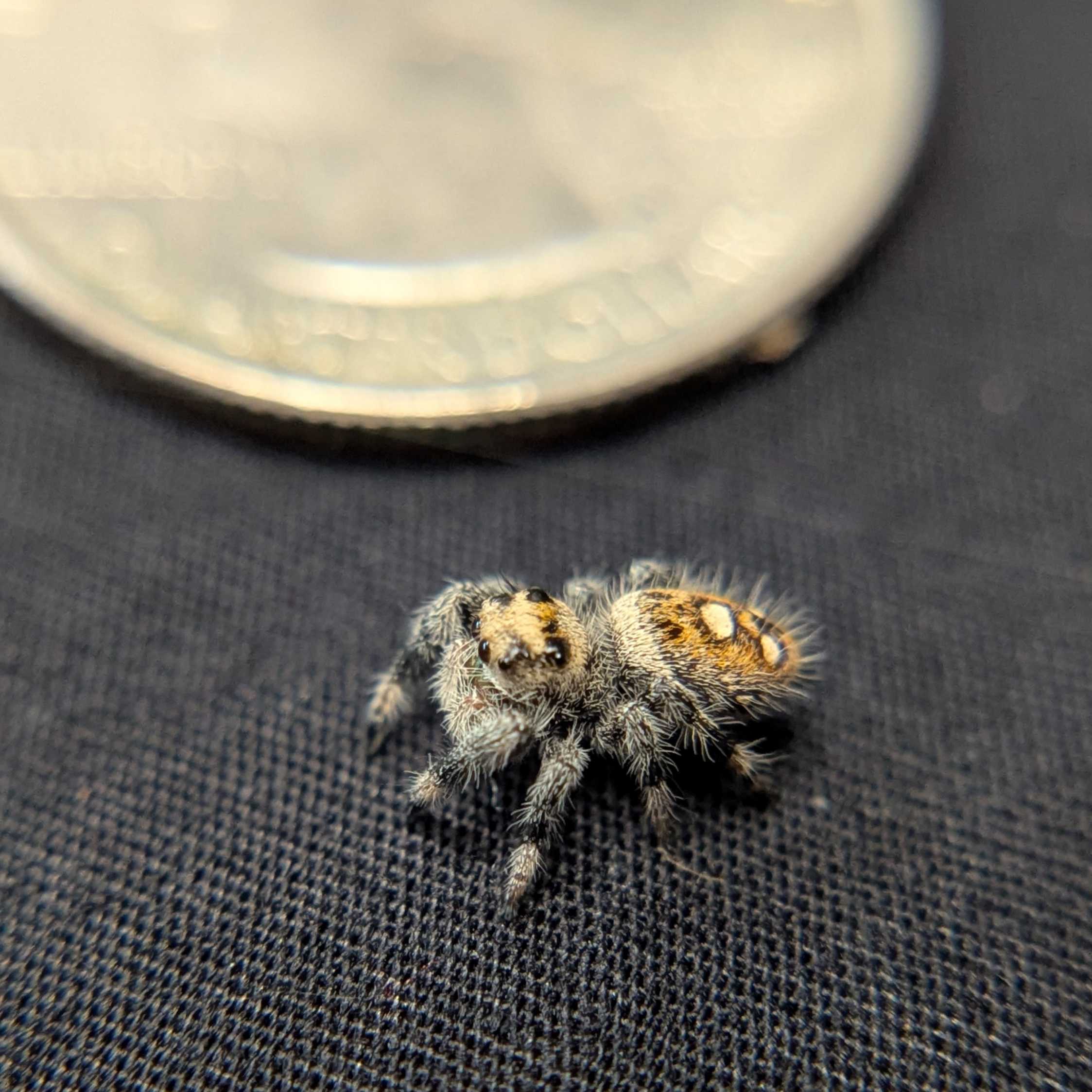 Regal Jumping Spider “Marigold”