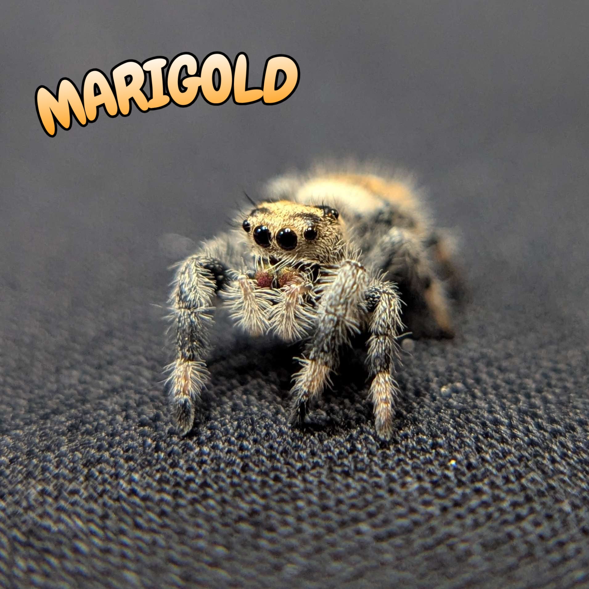 Regal Jumping Spider “Marigold”
