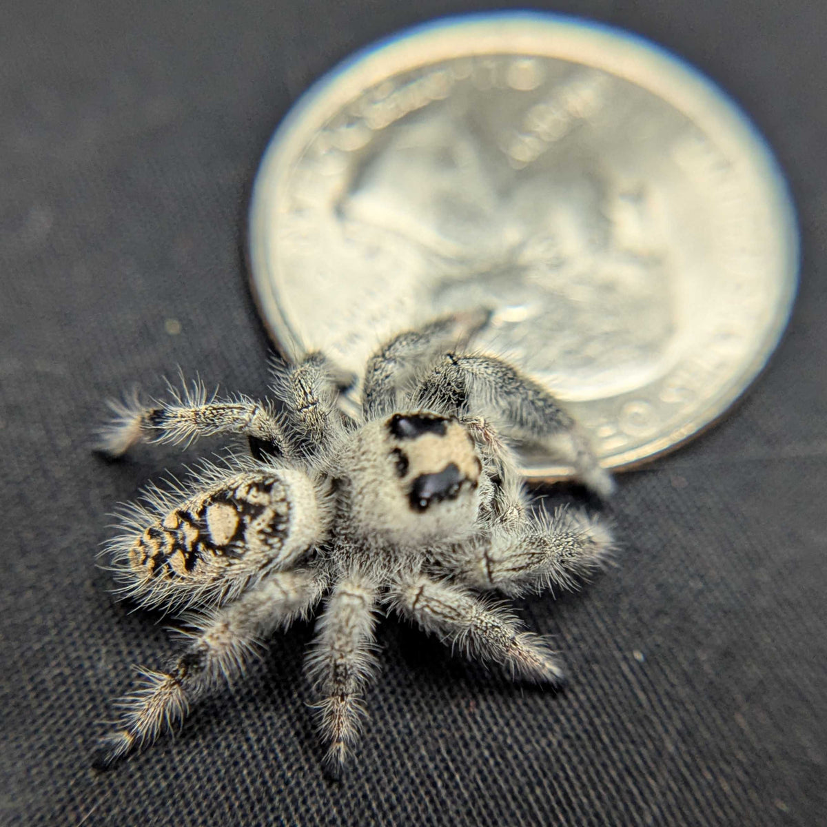Regal Jumping Spider "Matches"