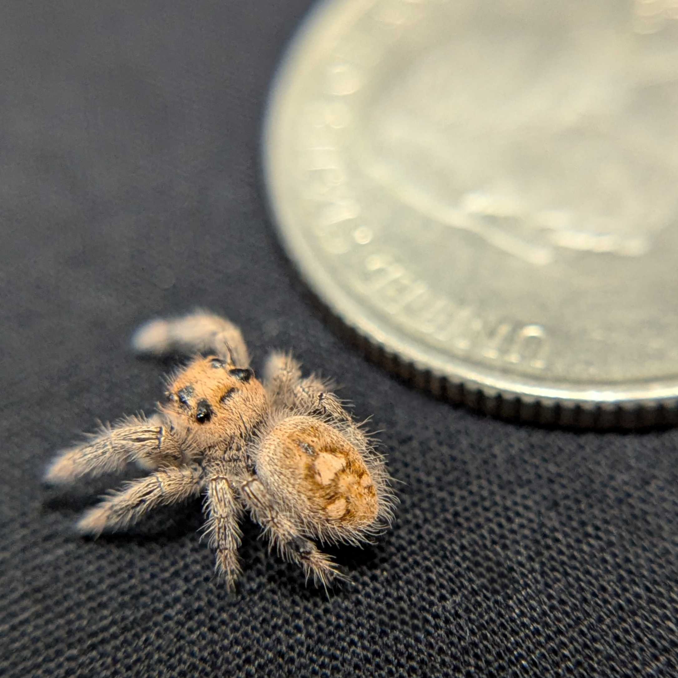 Regal Jumping Spider "Jasmine"