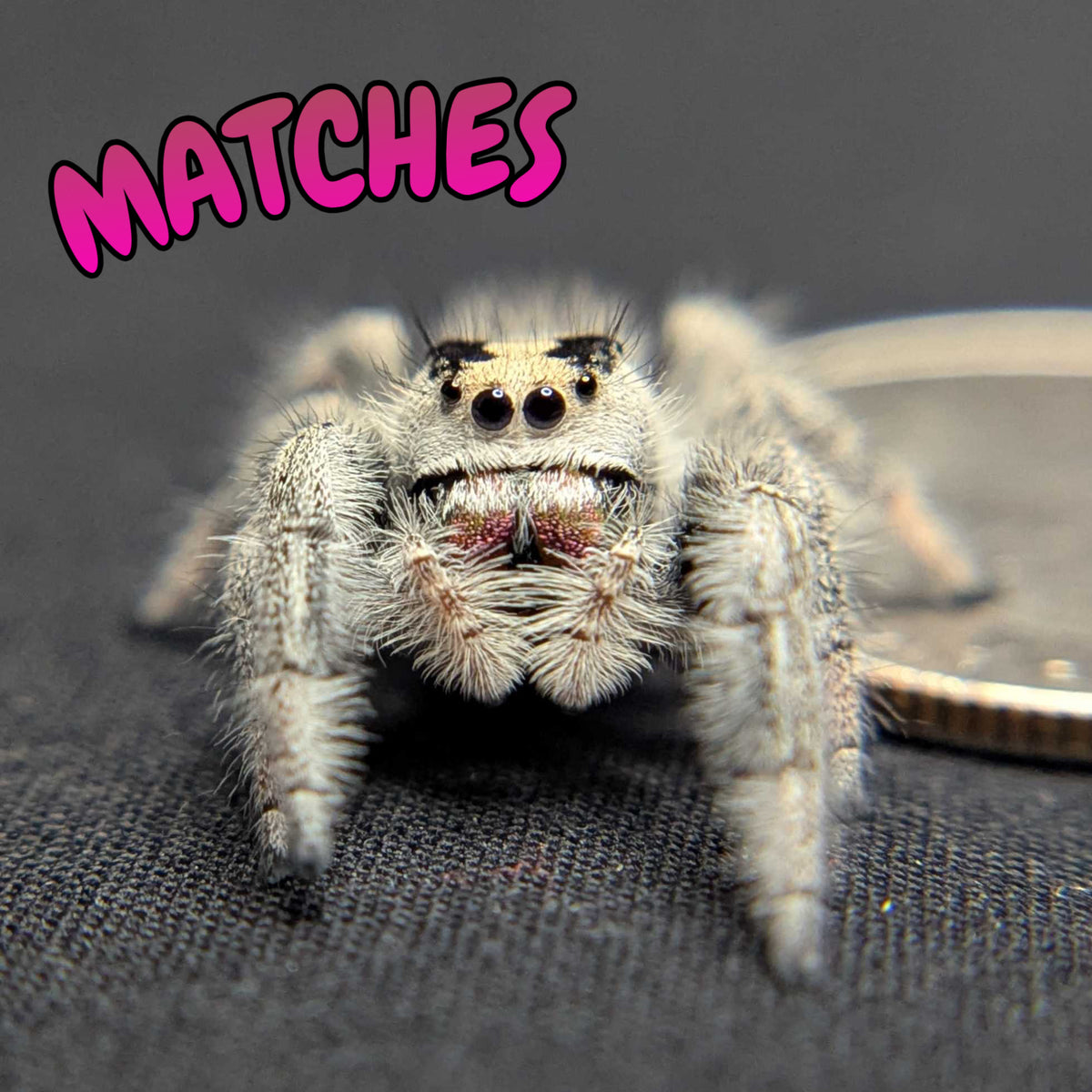 Regal Jumping Spider "Matches"