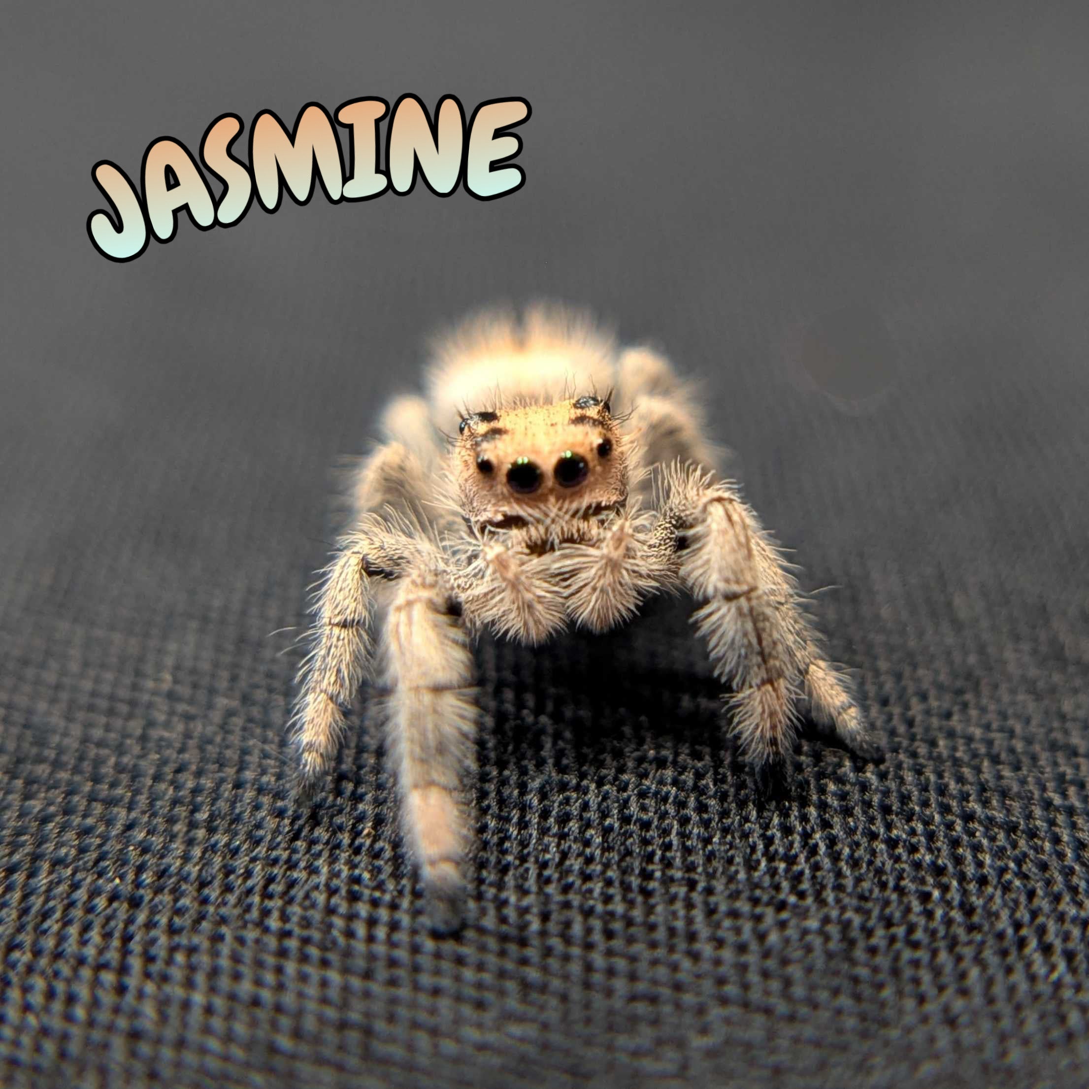 Regal Jumping Spider "Jasmine"
