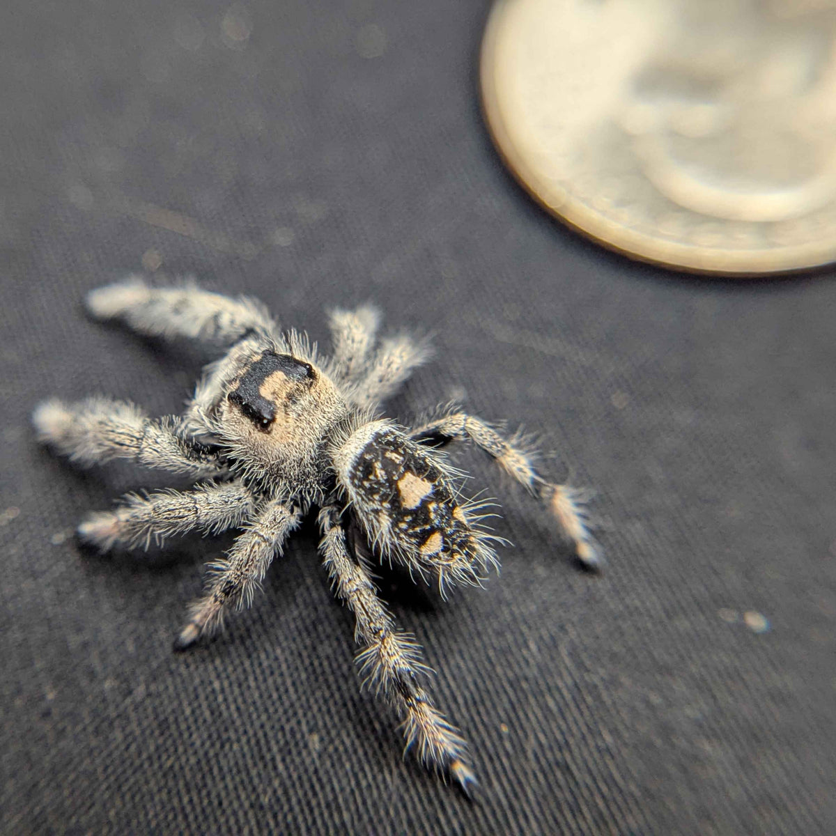 Regal Jumping Spider "Flower"