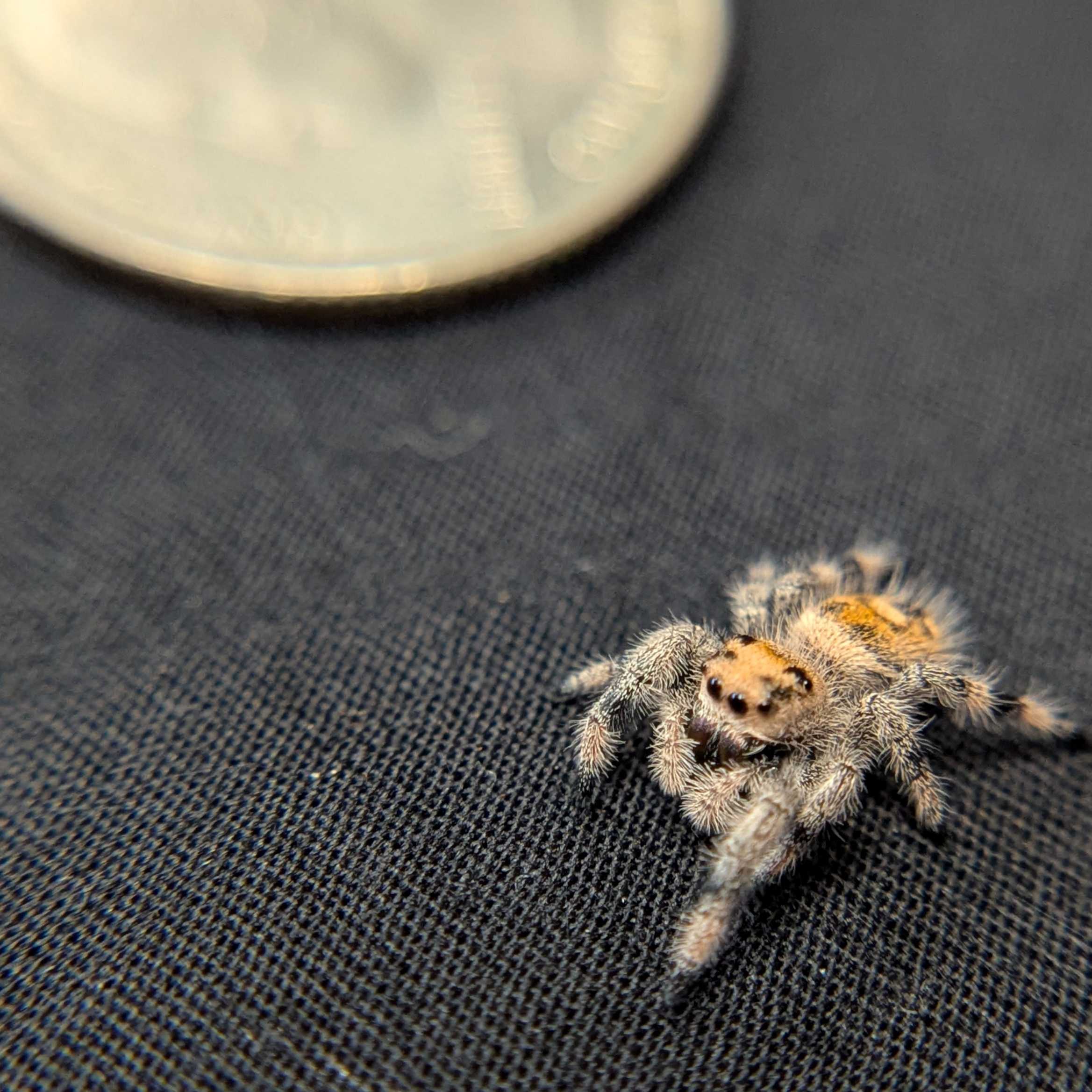Regal Jumping Spider “Cerelia”