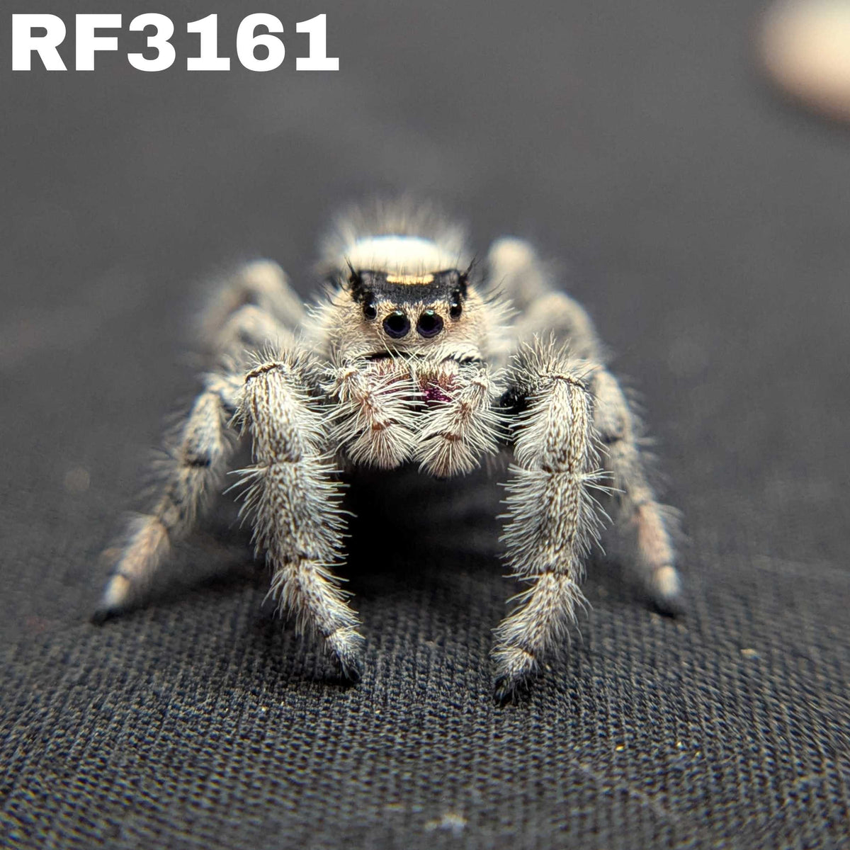 Regal Jumping Spider "Flower"