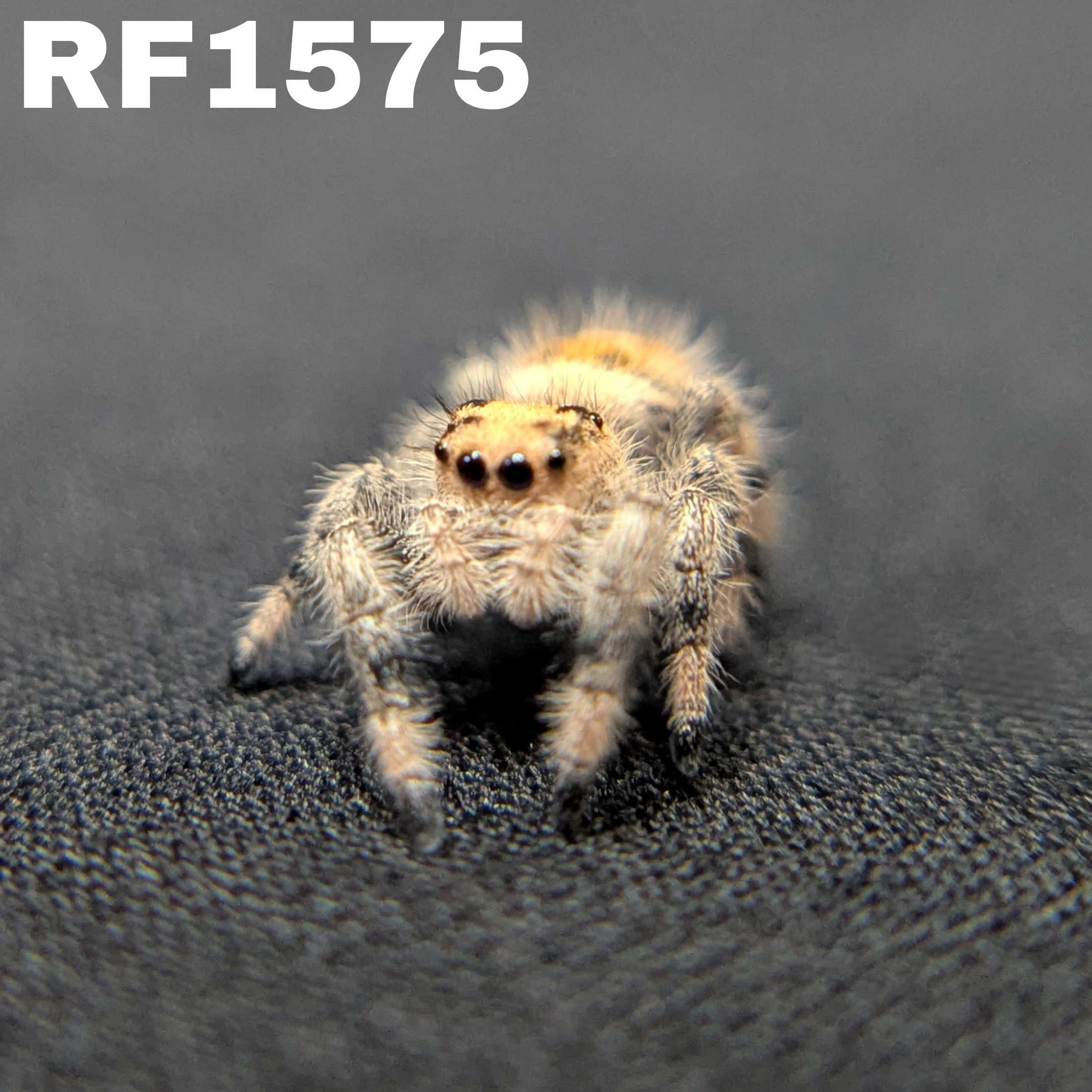 Regal Jumping Spider “Cerelia”