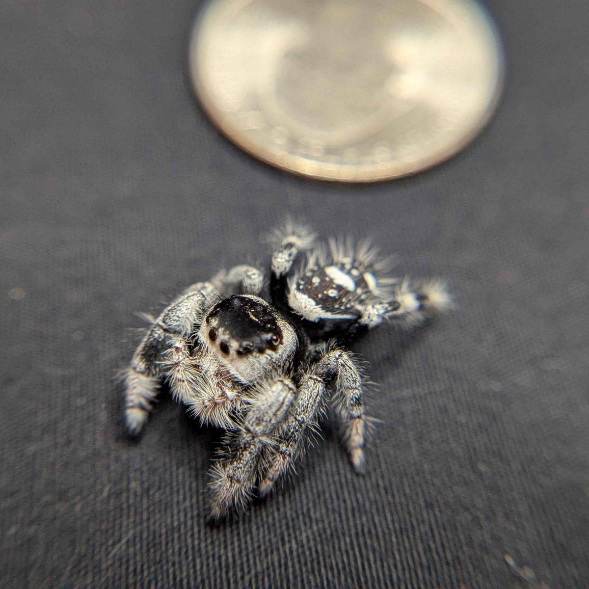 Regal Jumping Spider "Wonder"