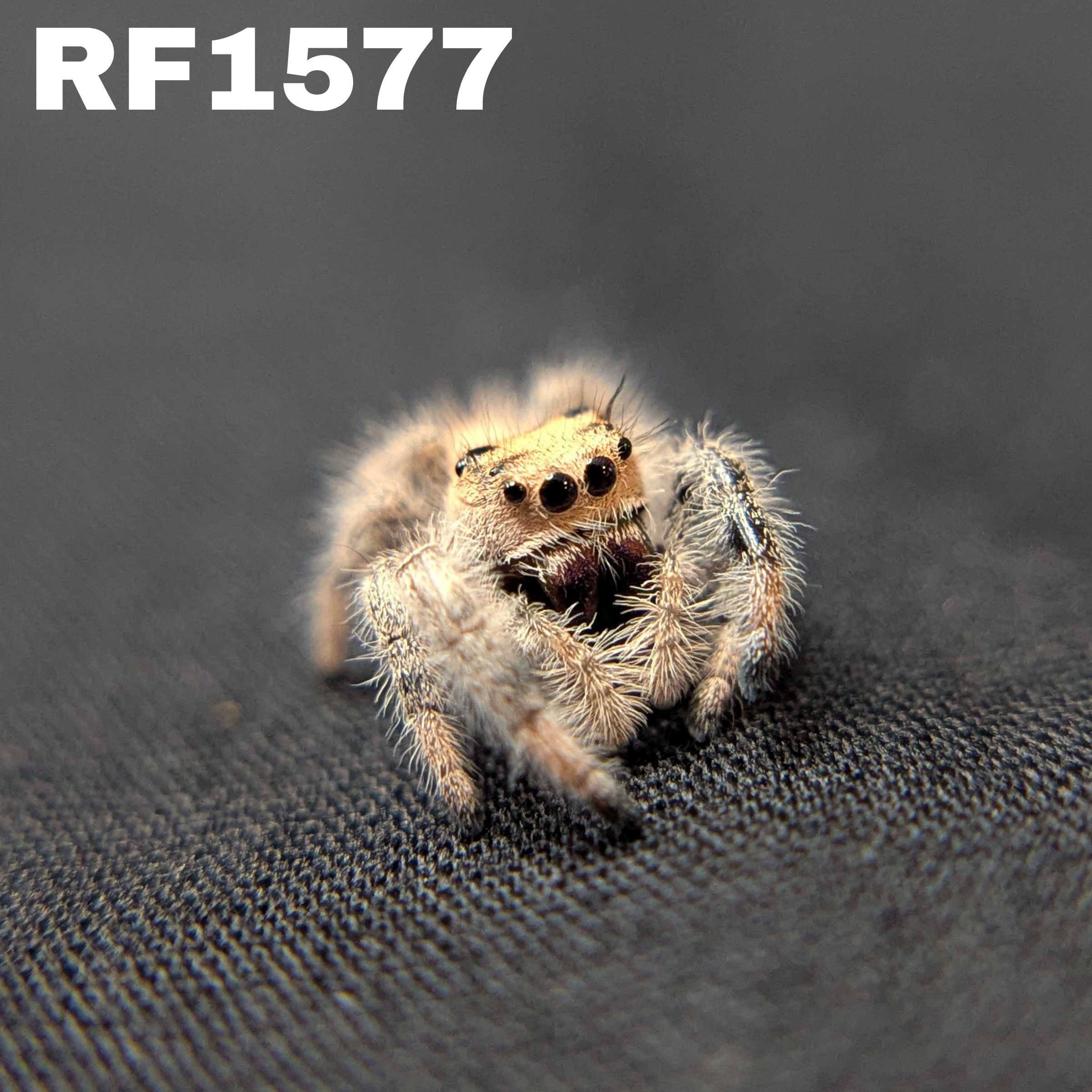 Regal Jumping Spider "Lucy”
