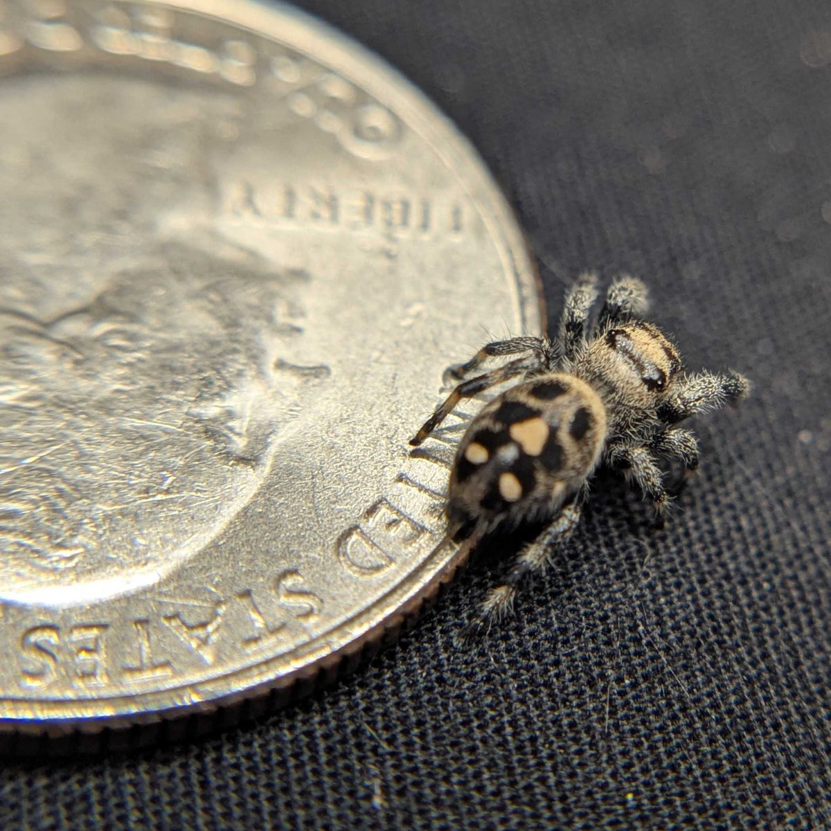 Regal Jumping Spider “Dosidos”