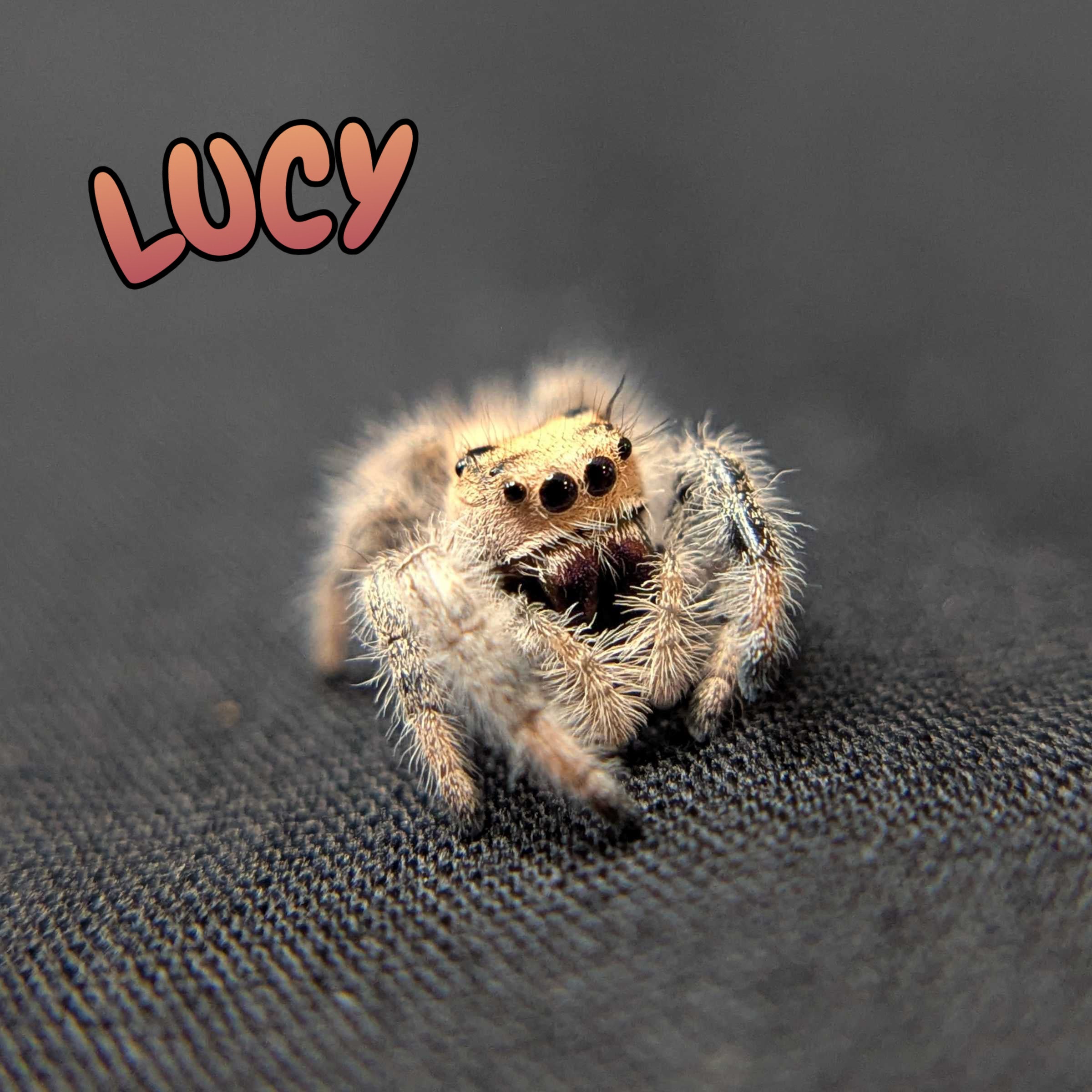 Regal Jumping Spider "Lucy”