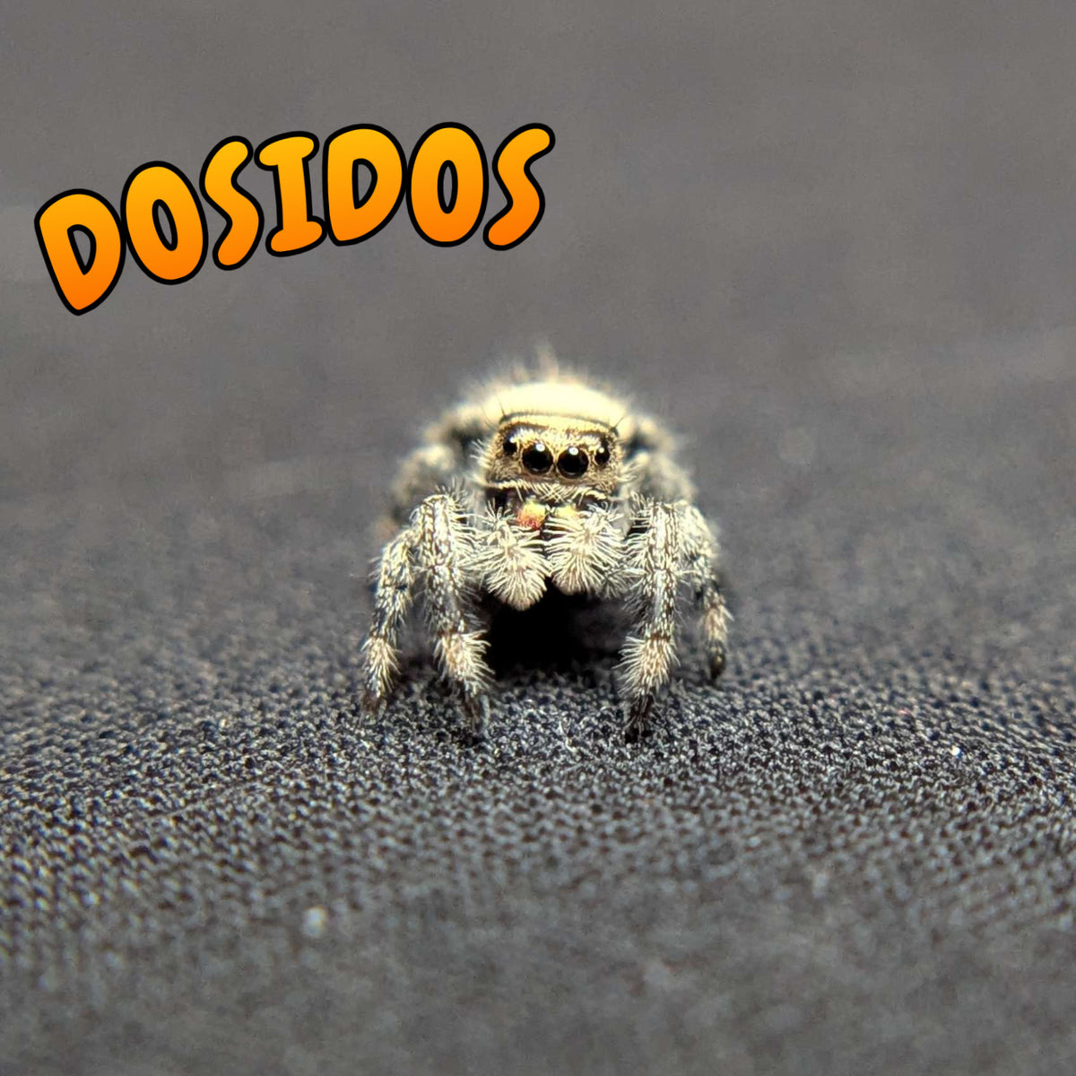 Regal Jumping Spider “Dosidos”