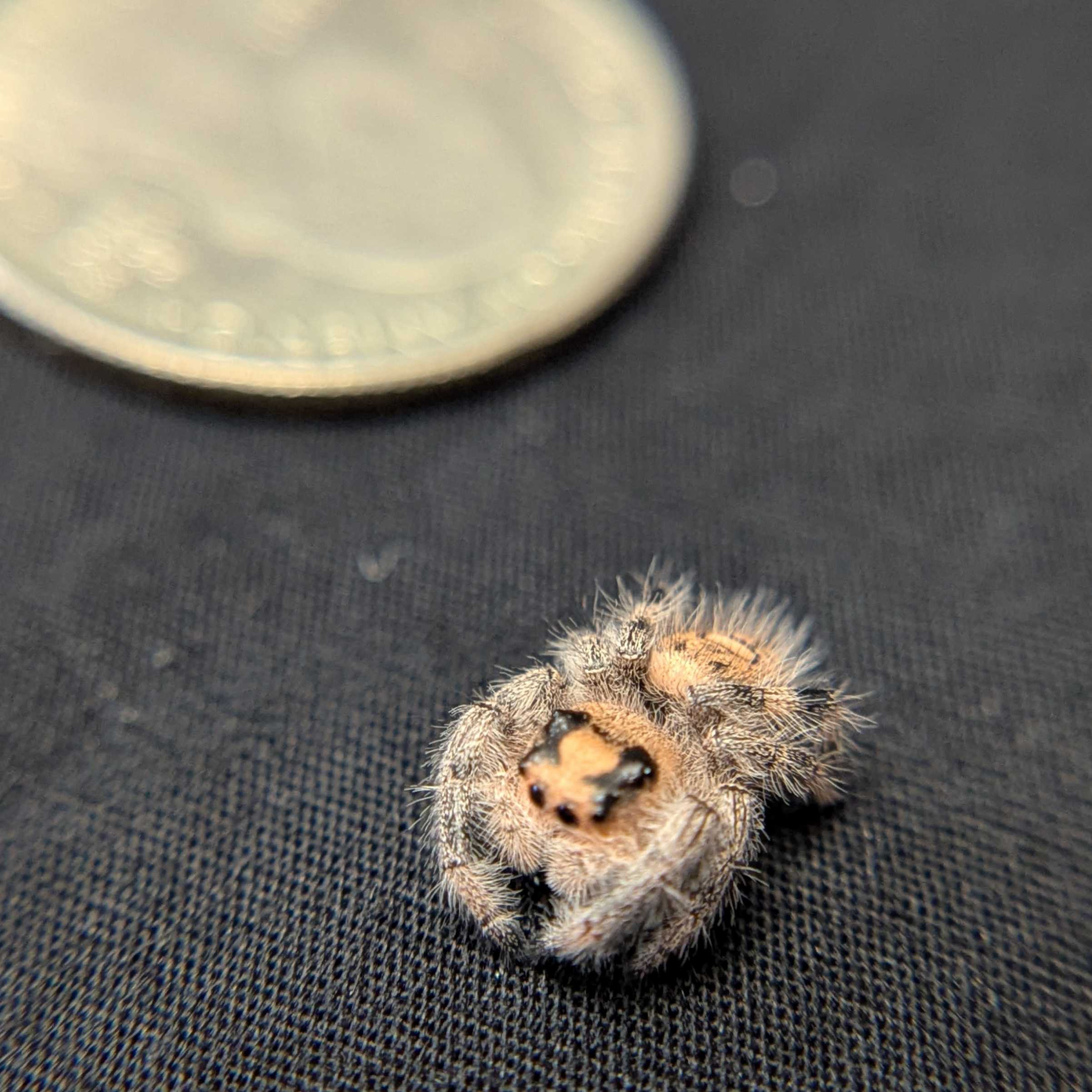 Regal Jumping Spider "Wine"