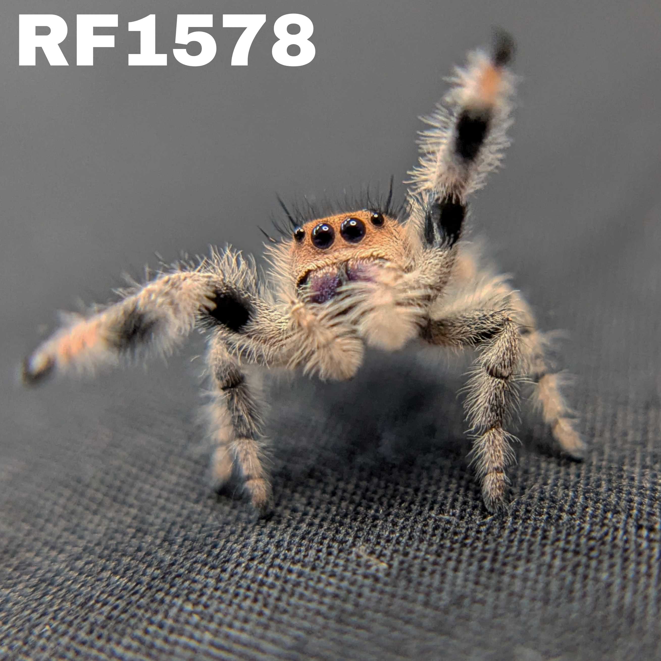 Regal Jumping Spider "Wine"