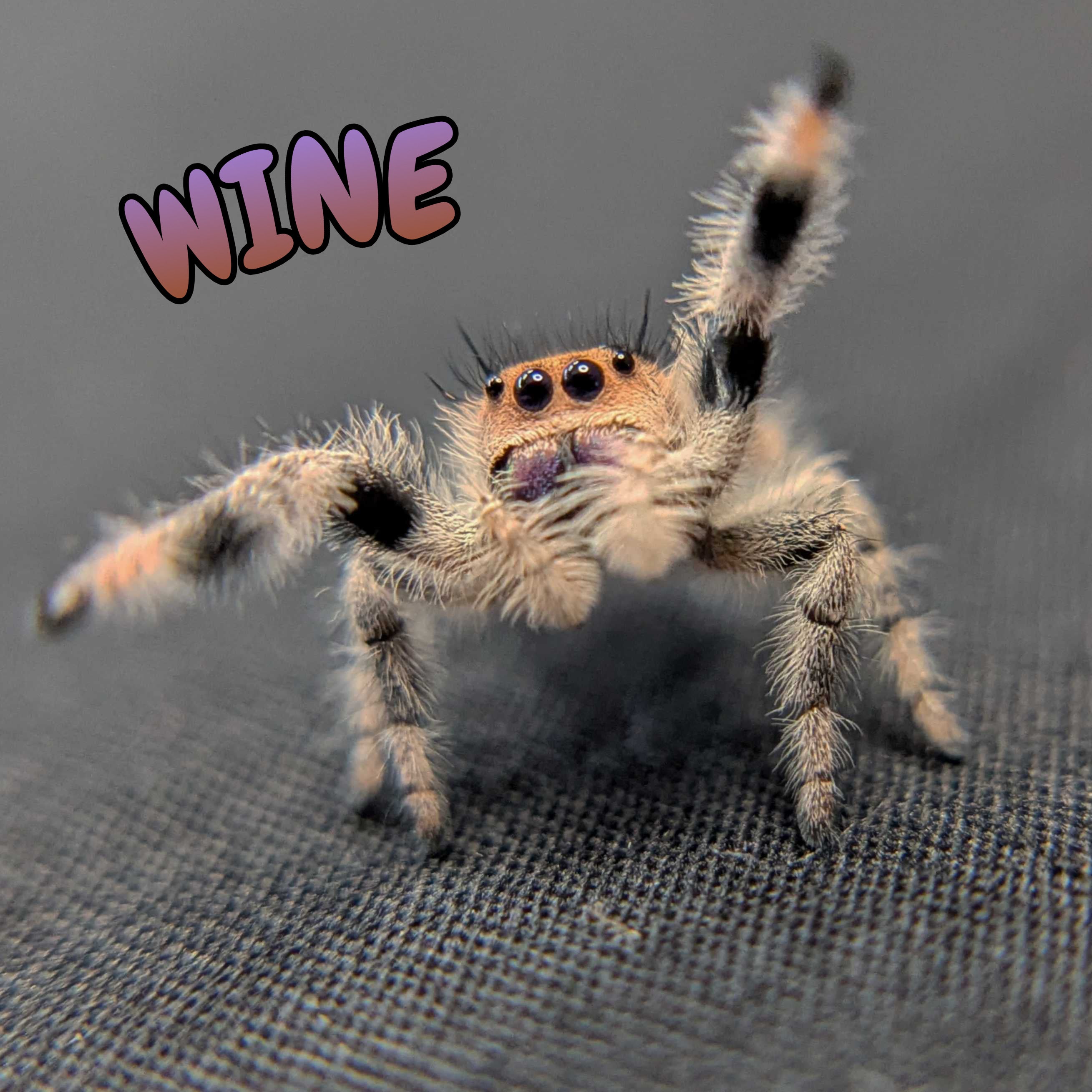 Regal Jumping Spider "Wine"