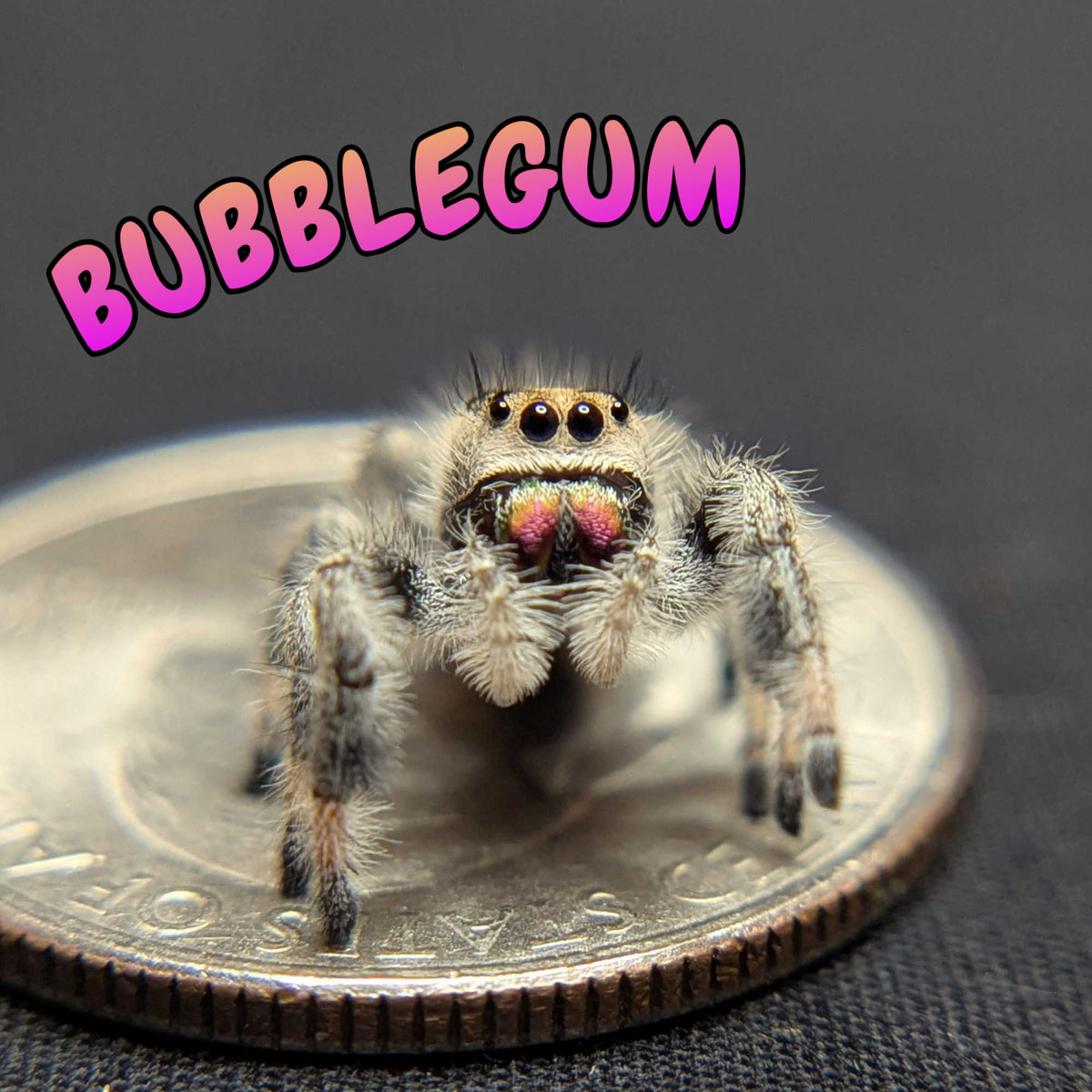 Regal Jumping Spider "Bubblegum"