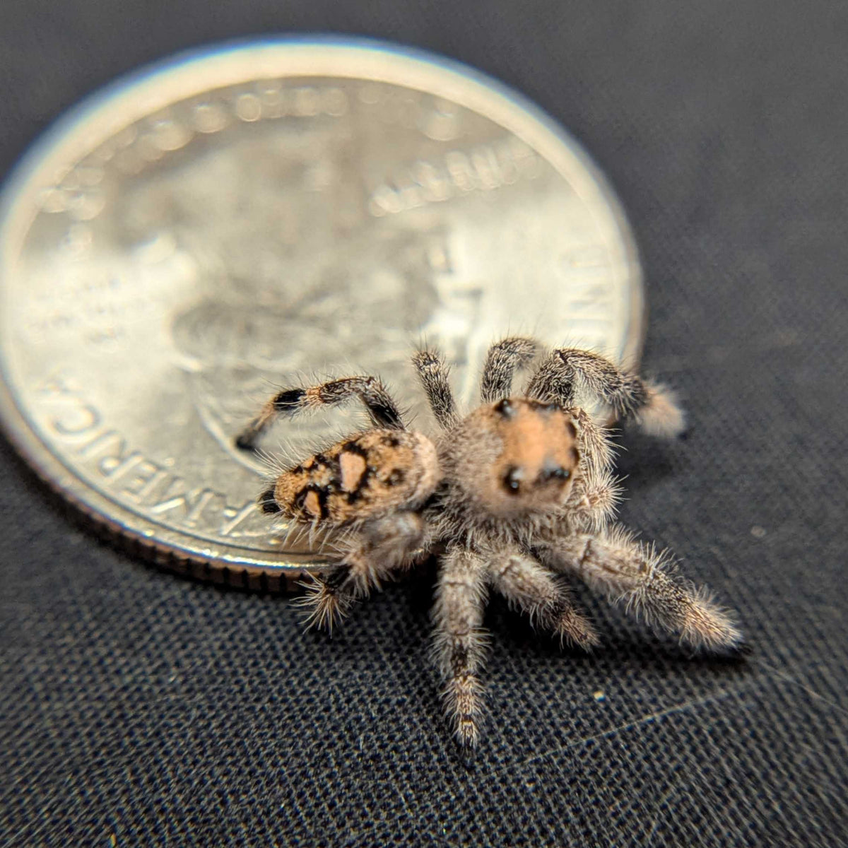 Regal Jumping Spider "Sandy"