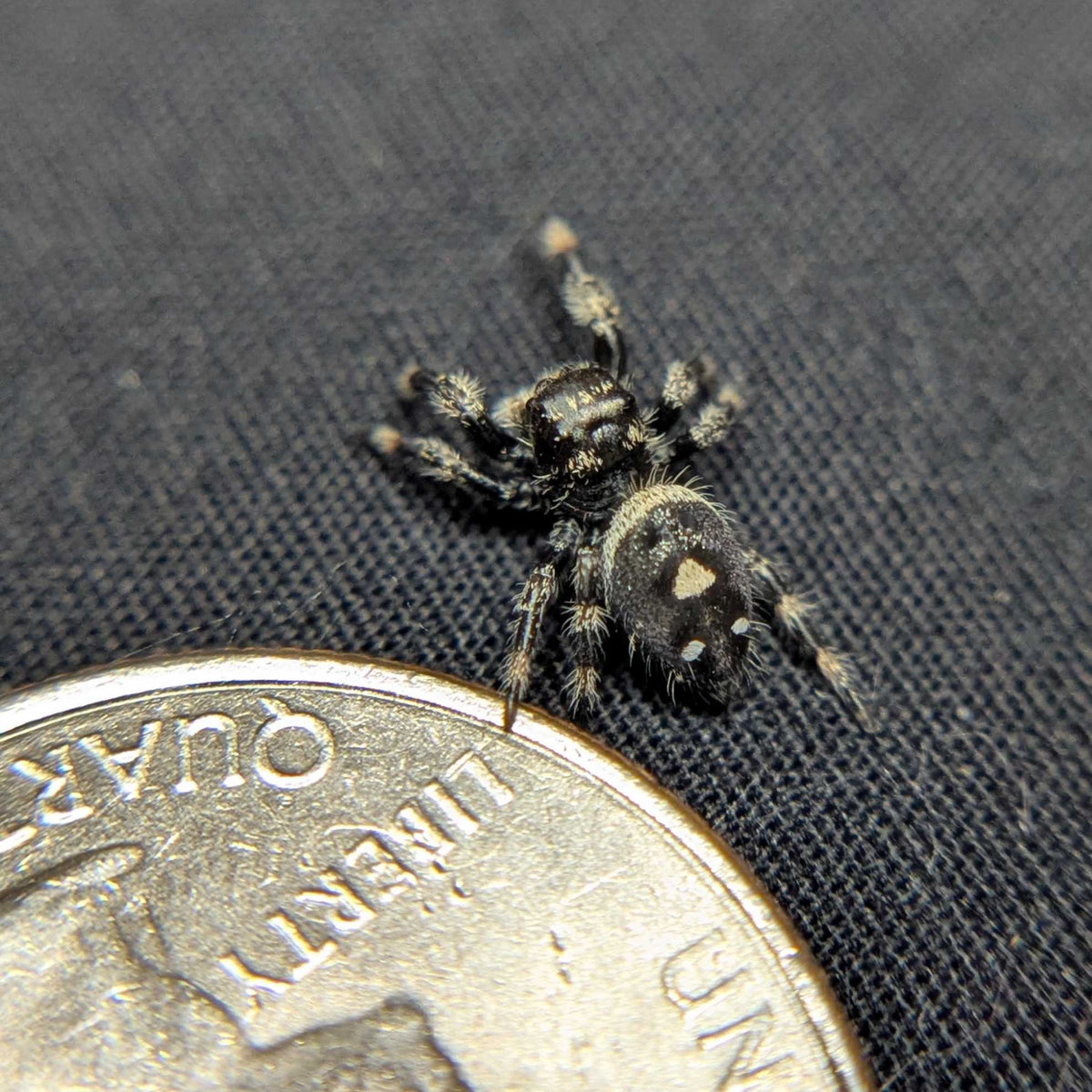 Regal Jumping Spider "Coconut"
