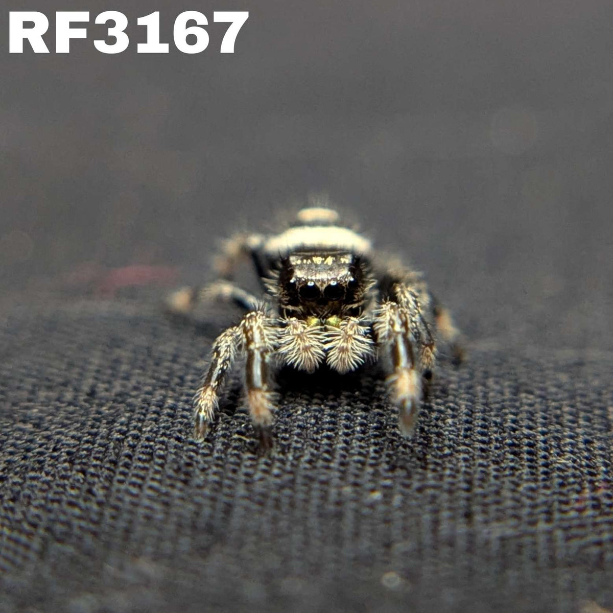 Regal Jumping Spider "Coconut"