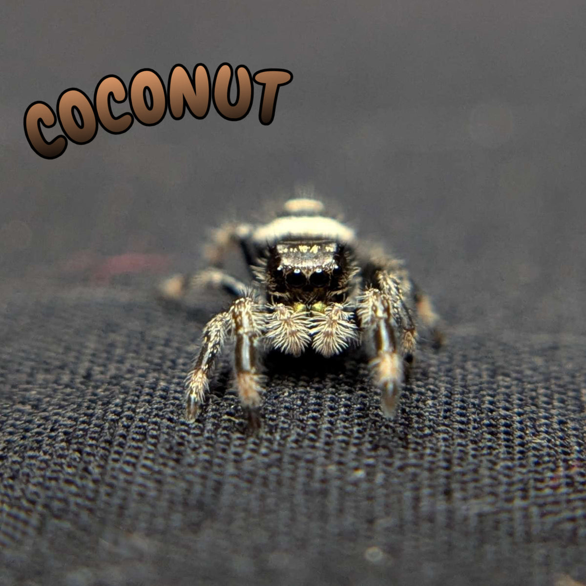 Regal Jumping Spider "Coconut"