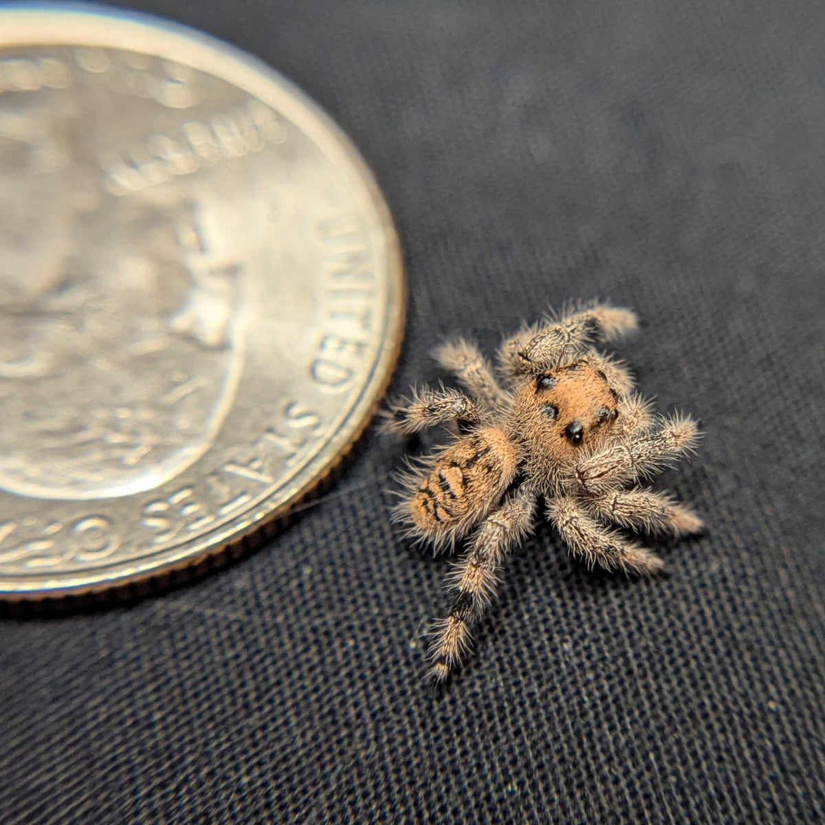 Regal Jumping Spider “Dawn”