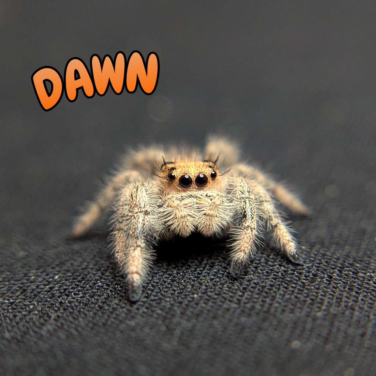 Regal Jumping Spider “Dawn”