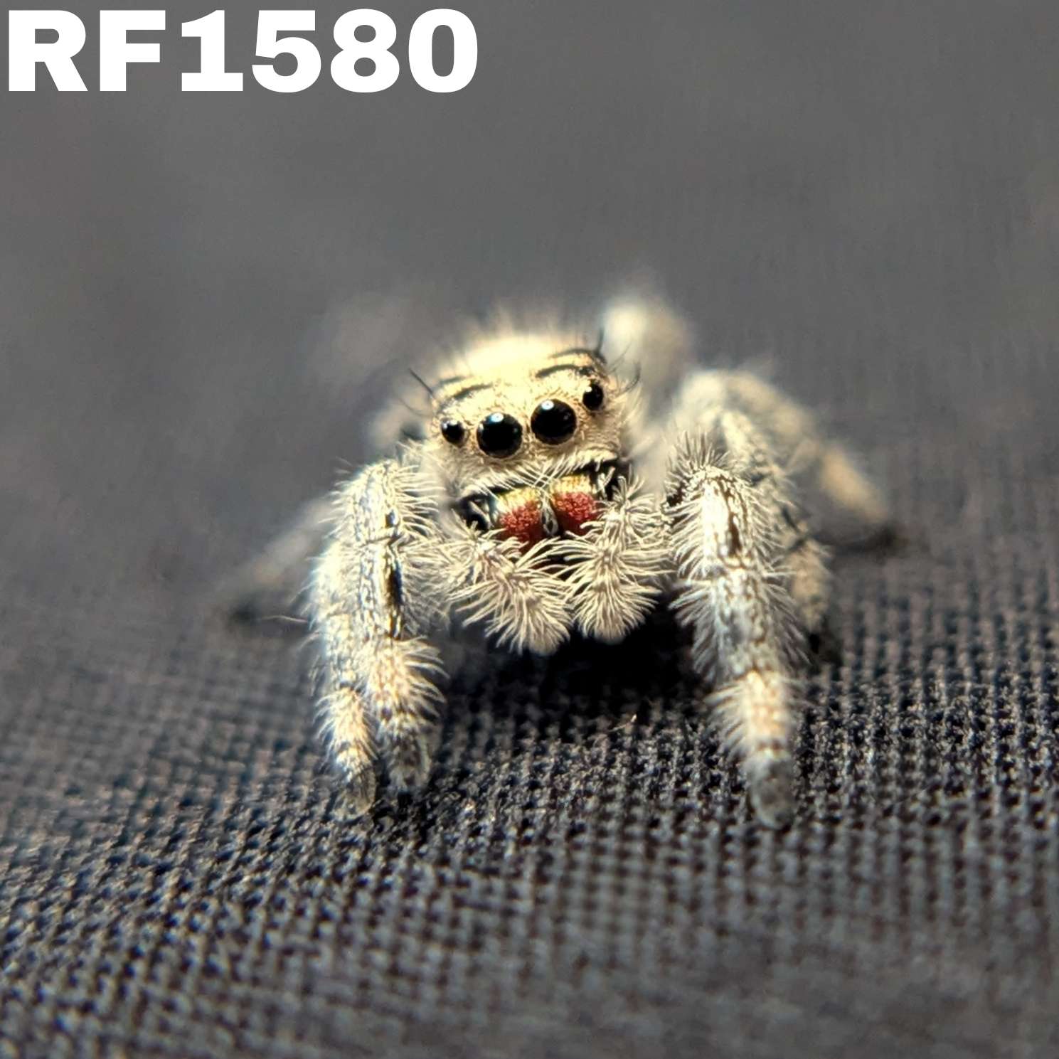 Regal Jumping Spider "Blush"