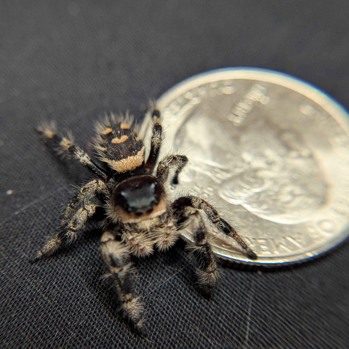 Regal Jumping Spider "Macaron"