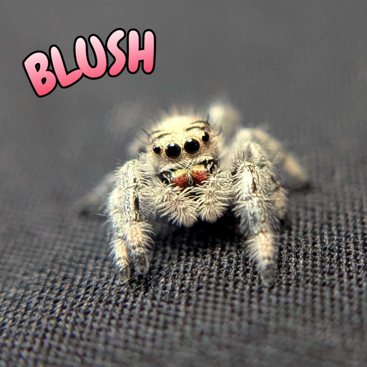 Regal Jumping Spider "Blush"