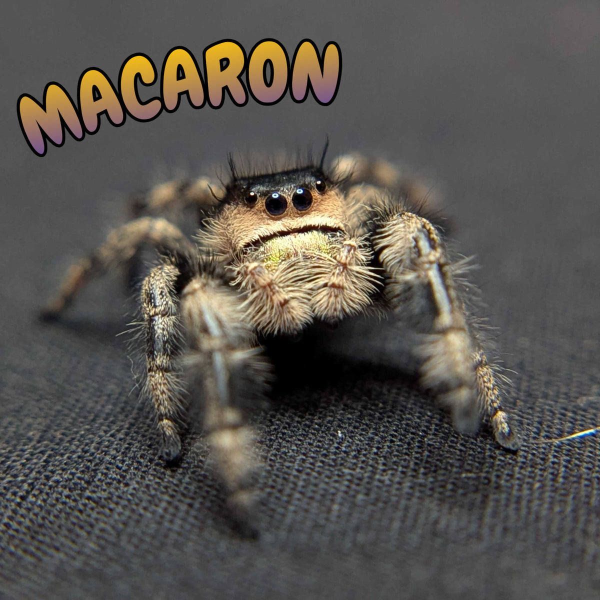 Regal Jumping Spider "Macaron"