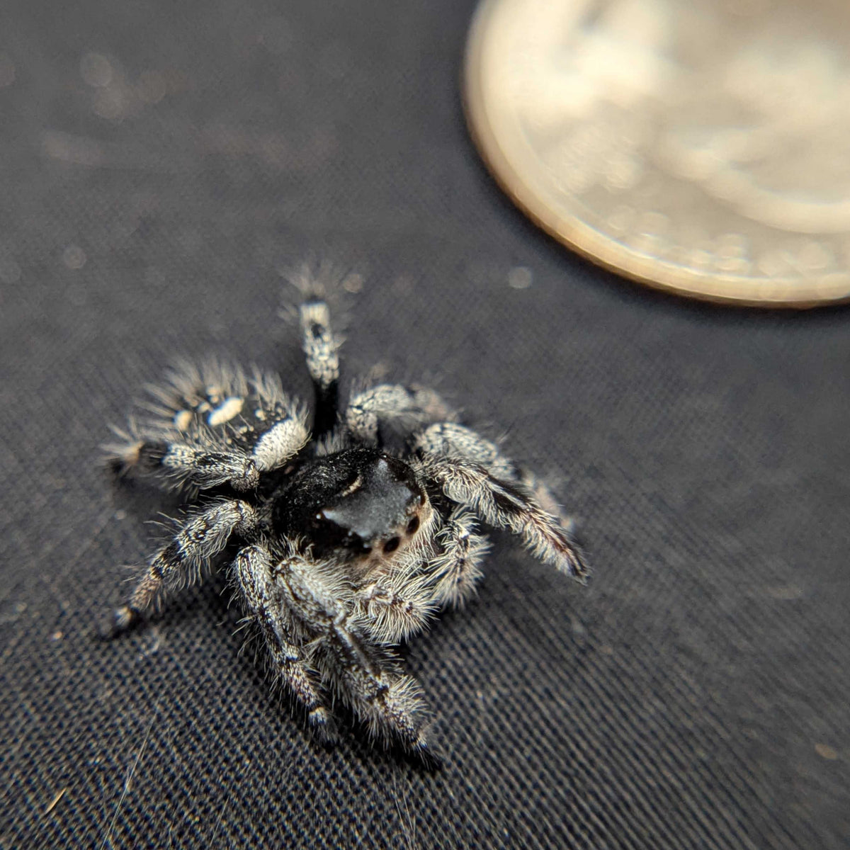 Regal Jumping Spider "Burberry"