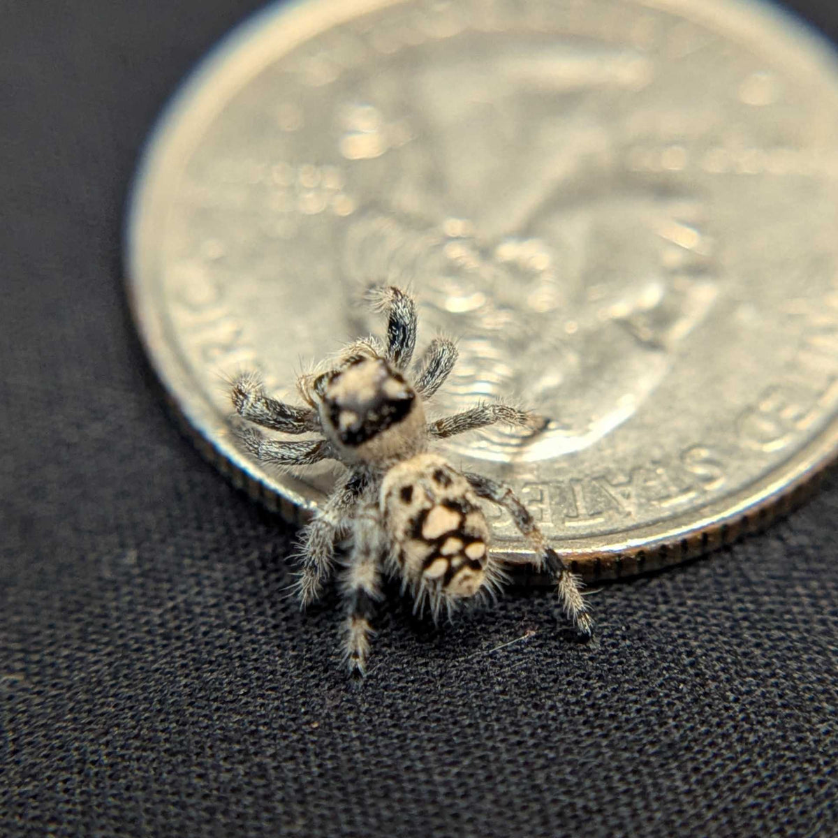 Regal Jumping Spider "Elizabeth"