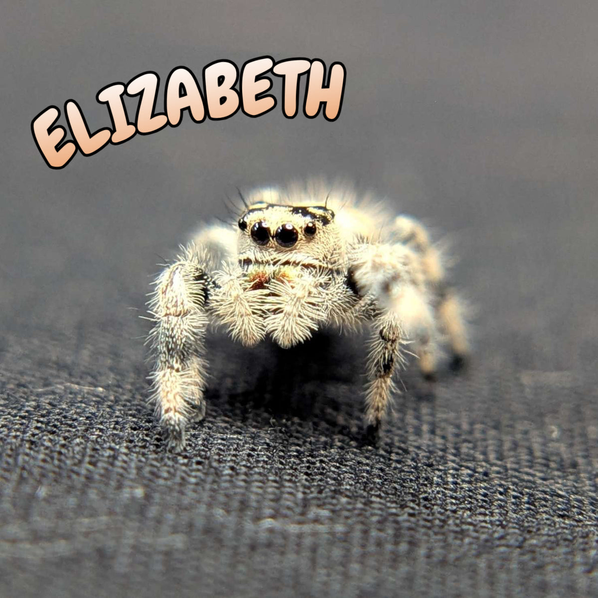 Regal Jumping Spider "Elizabeth"