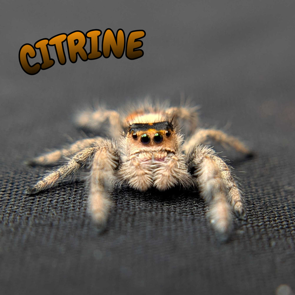Regal Jumping Spider "Citrine"