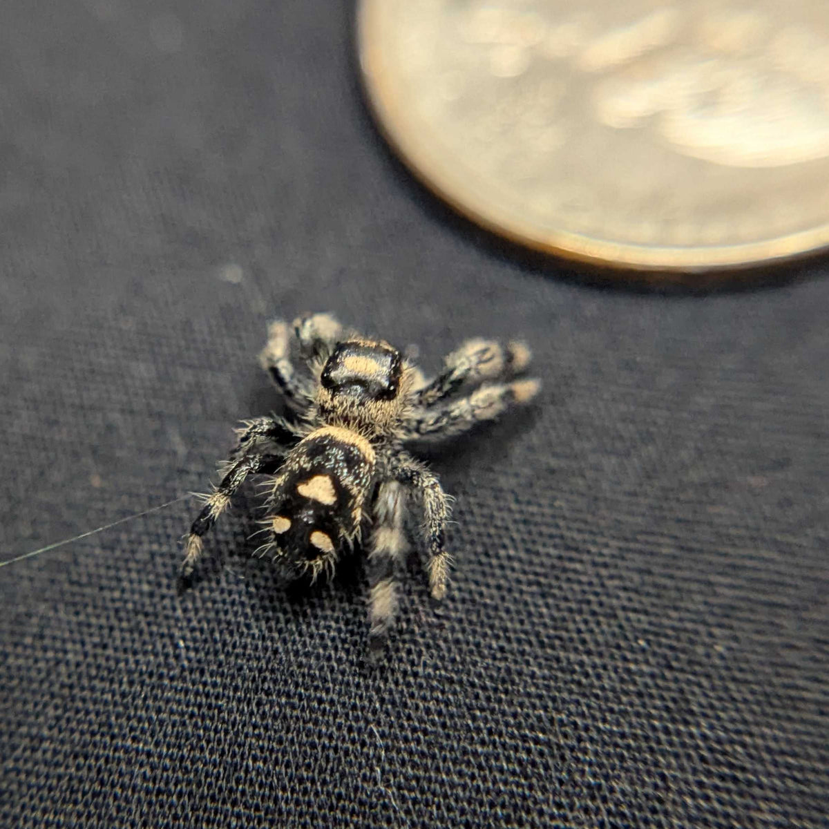 Regal Jumping Spider "Whisper"