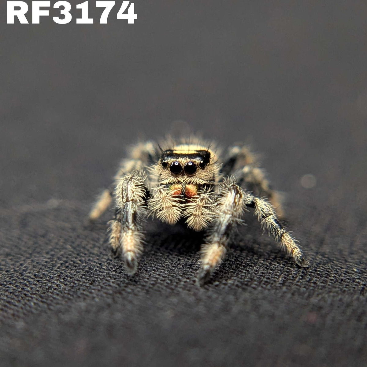 Regal Jumping Spider "Whisper"