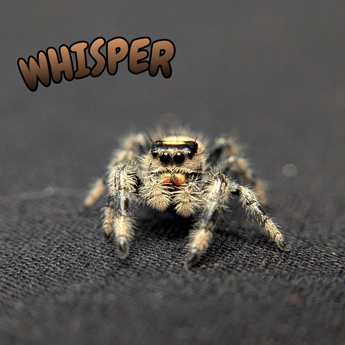 Regal Jumping Spider "Whisper"