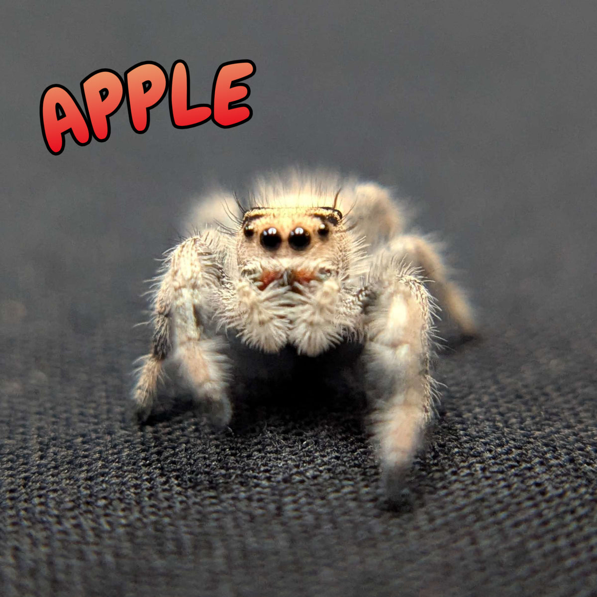 Regal Jumping Spider "Apple"
