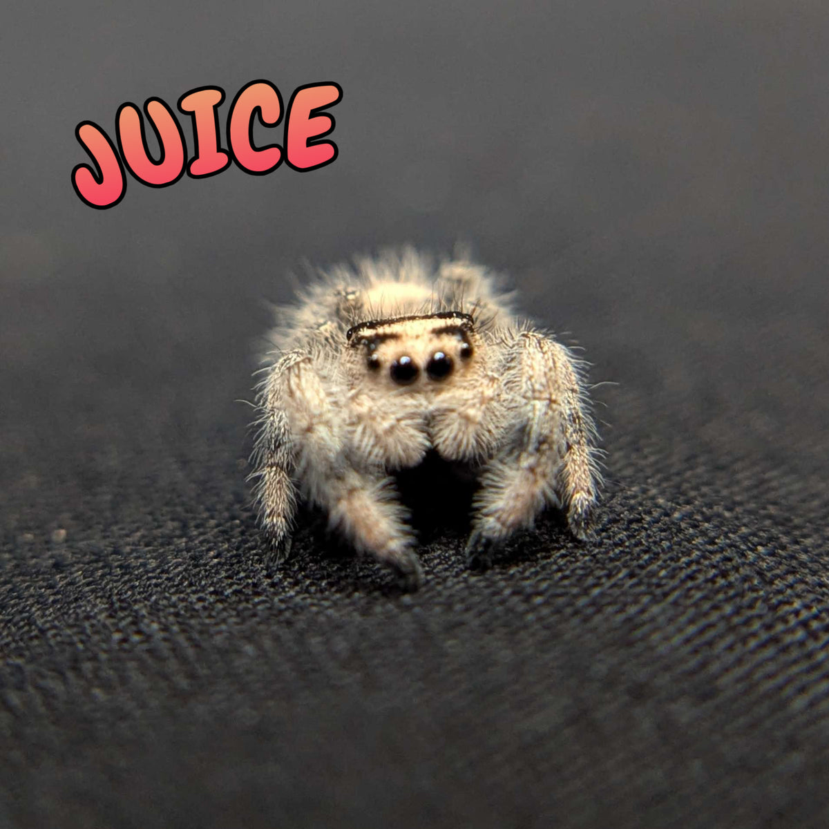 Regal Jumping Spider "Juice"