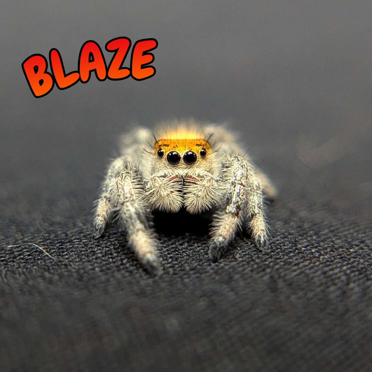 Regal Jumping Spider "Blaze"