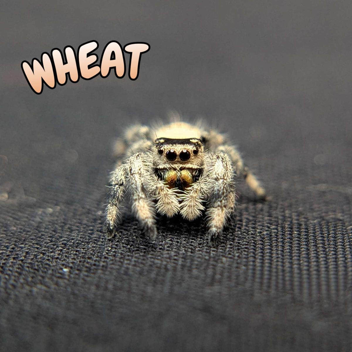Regal Jumping Spider "Wheat"