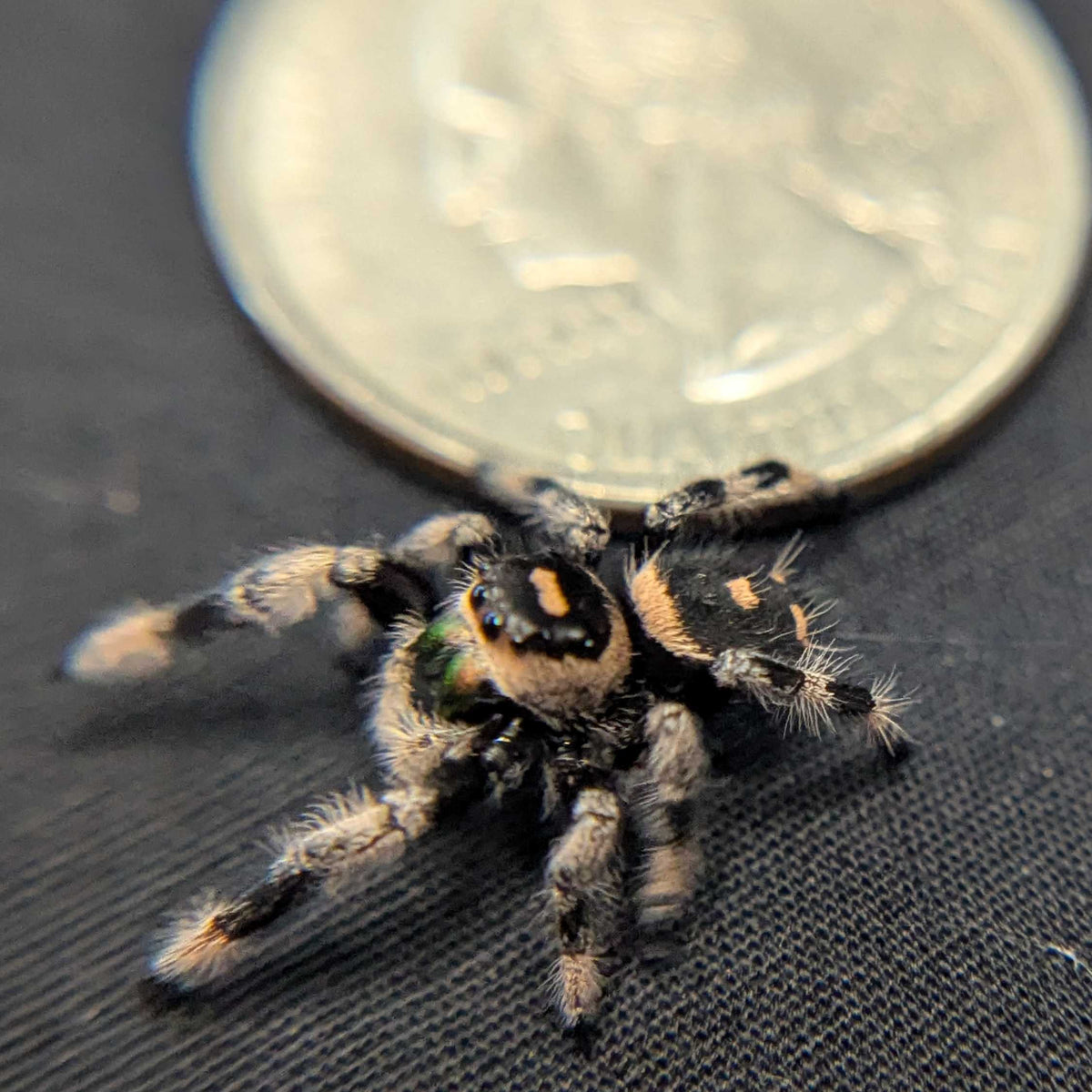 Regal Jumping Spider “Sangria”