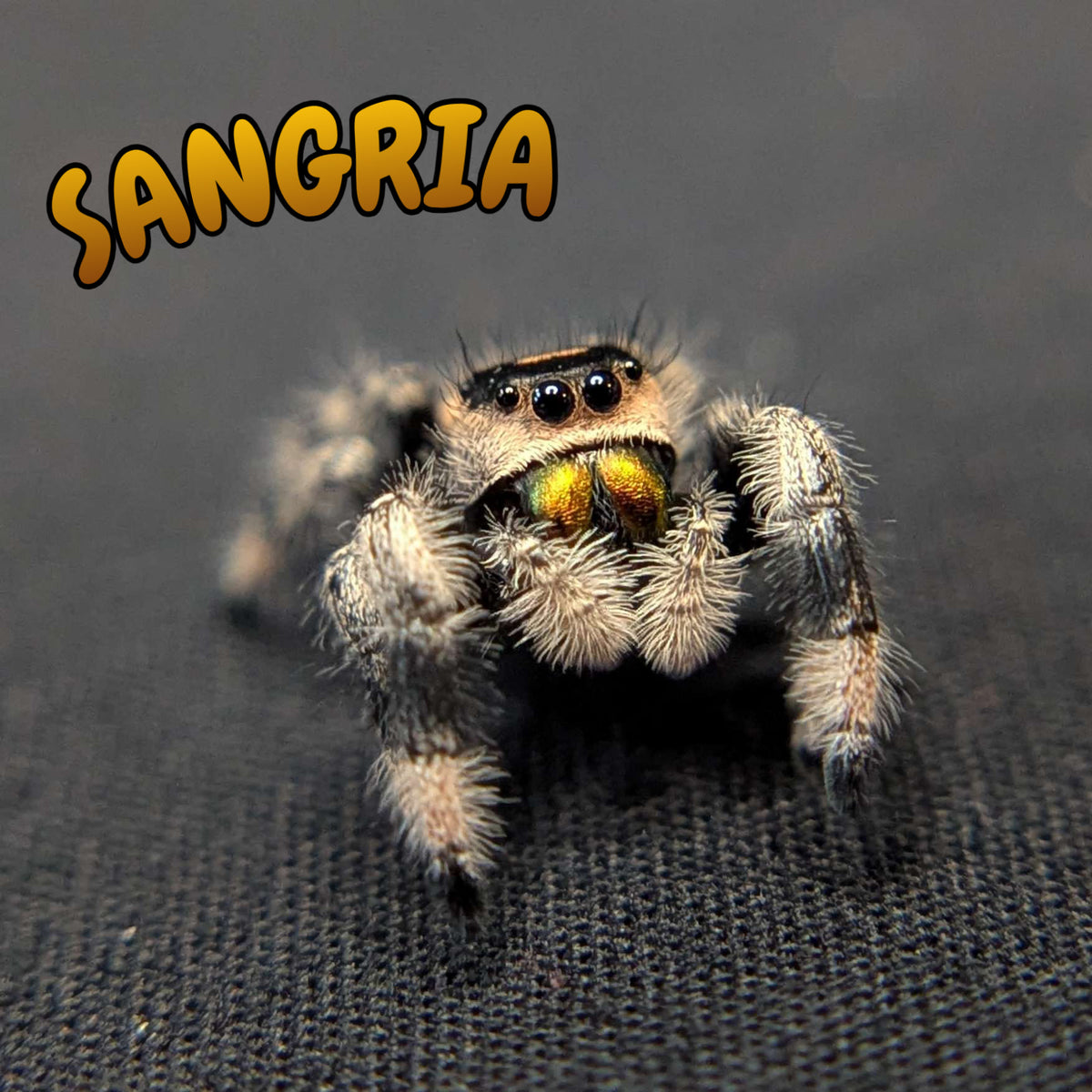 Regal Jumping Spider “Sangria”