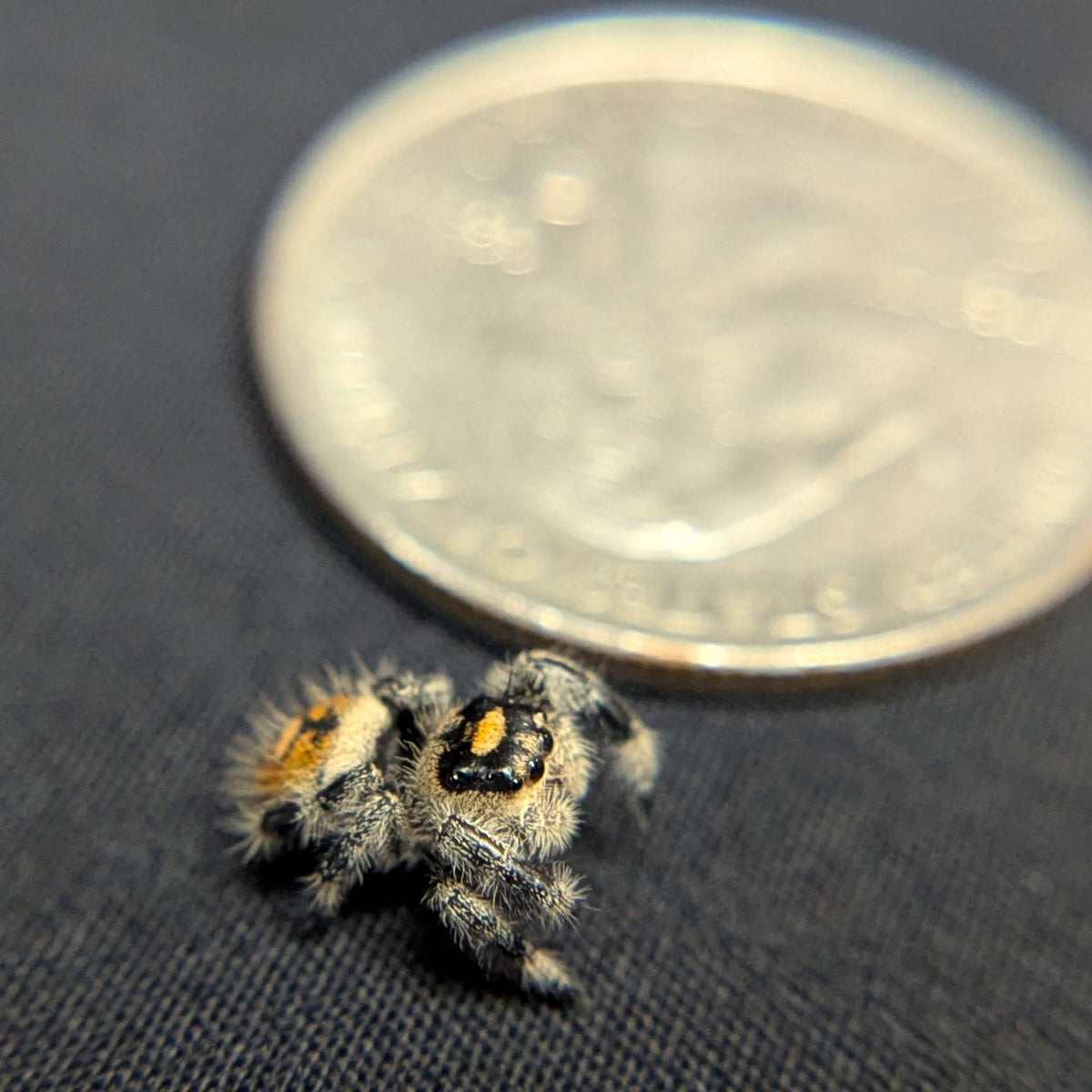 Regal Jumping Spider "Mango Puff"