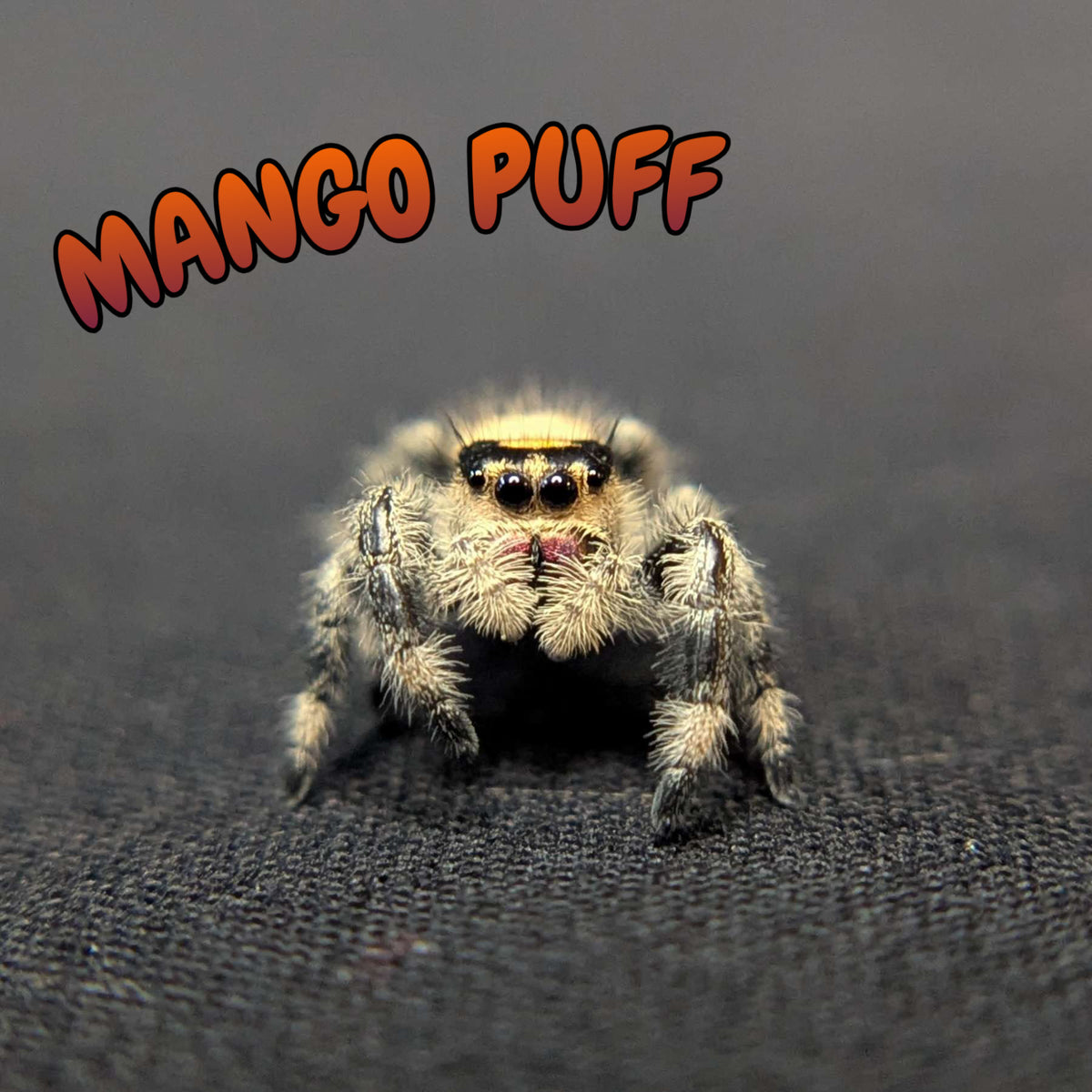 Regal Jumping Spider "Mango Puff"