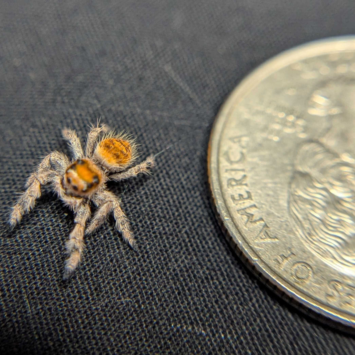 Regal Jumping Spider “Solstice”
