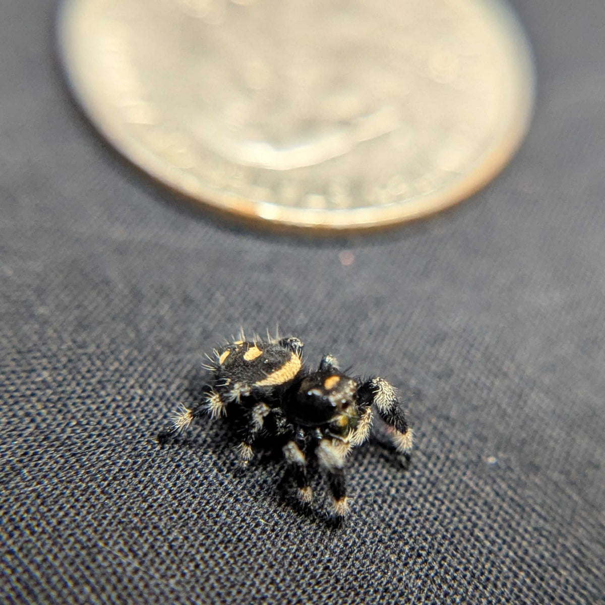 Regal Jumping Spider “Vixen”