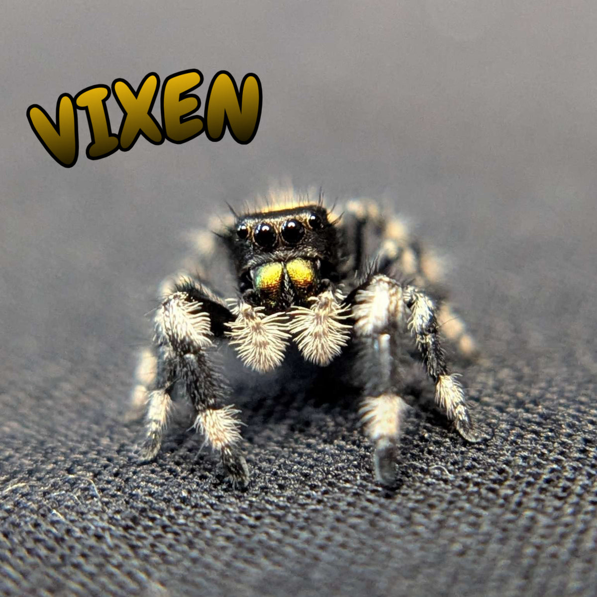 Regal Jumping Spider “Vixen”