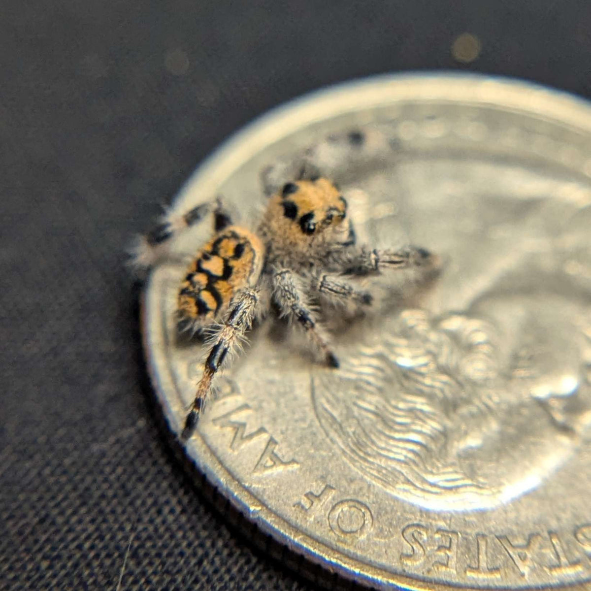 Regal Jumping Spider "Jello"