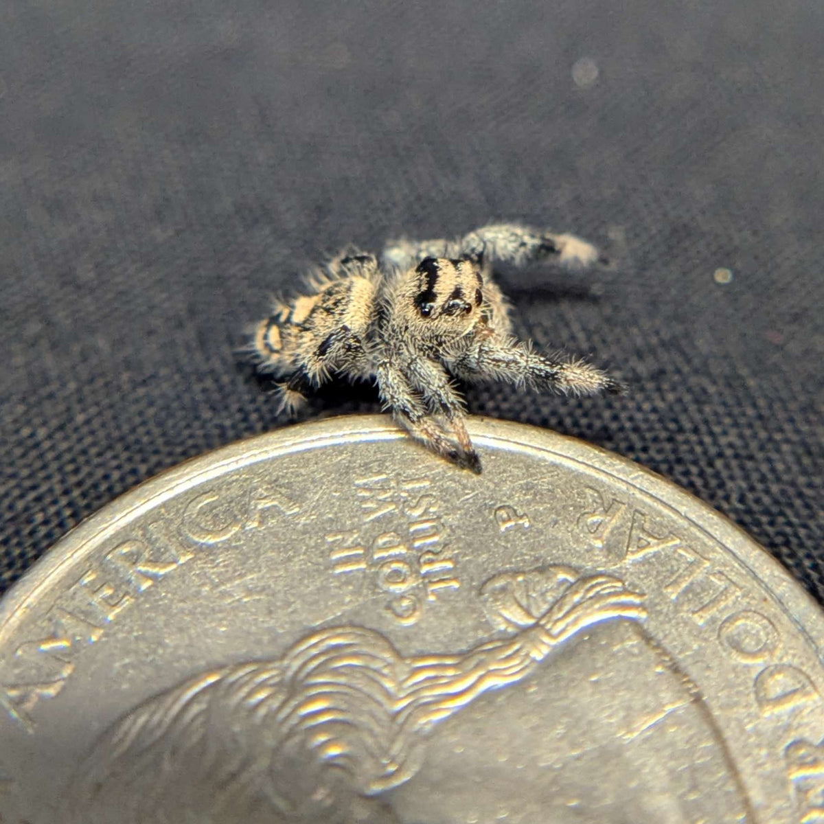 Regal Jumping Spider "Muffin"