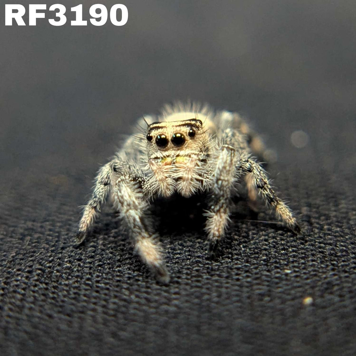 Regal Jumping Spider "Muffin"